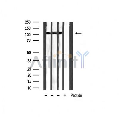 Валидация Affinity AF3490 - 2019