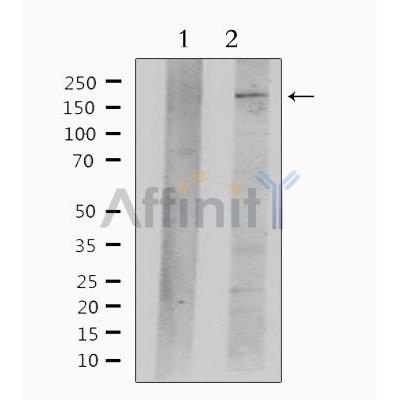 Валидация Affinity DF7754 - 19562