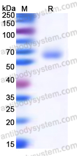 EHK85402, SDS-PAGE