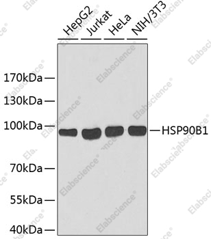 Вестерн-блоттинг, HSP90B1, различные клеточные линии