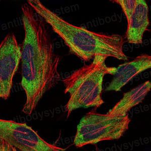 Валидация IF - AntibodySystem RHC23303