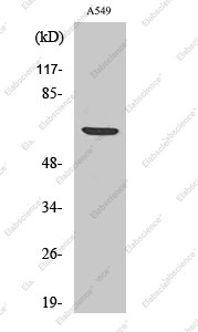Вестерн-блоттинг, Phospho-p70 S6 kinase alpha (Ser447), клетки A549