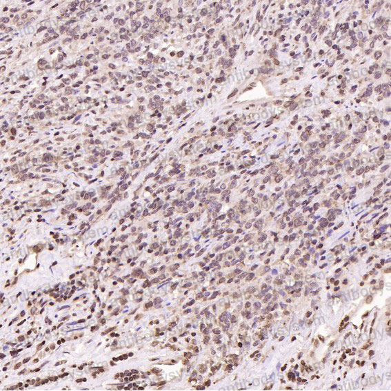 Валидация AntibodySystem RHC40302