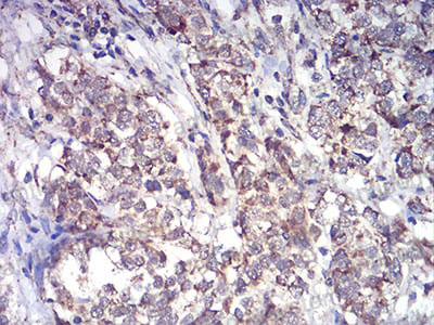 Валидация AntibodySystem RHF92801