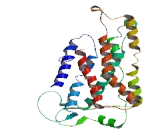 Taste Receptor Type 2 Member 43 (TAS2R43) Taste Receptor Type 2 Member 43 (TAS2R43)