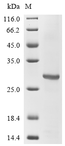 SDS-PAGE