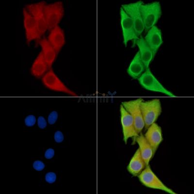 Валидация Affinity DF16096 - 12666