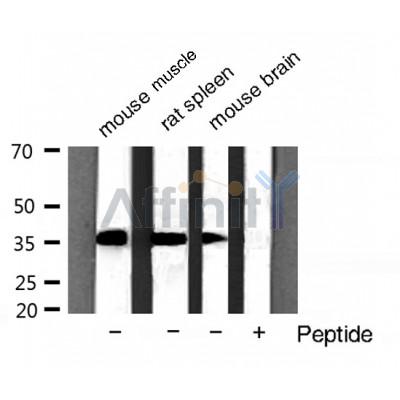 Валидация Affinity AF7021 - 4170