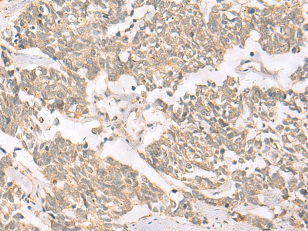 Валидация Elabscience E-AB-18099