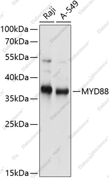 Вестерн-блоттинг, MYD88, различные клеточные линии