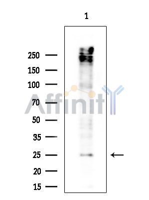 Валидация Affinity AF5350 - 2948