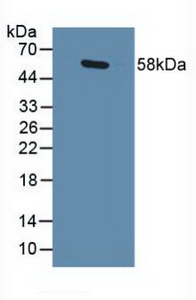 5566