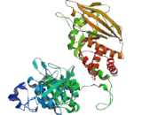 Protein Tyrosine Phosphatase Receptor Type E (PTPRE) Protein Tyrosine Phosphatase Receptor Type E (PTPRE)