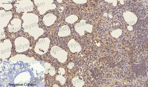 Валидация AntibodySystem RHC21301 (791)