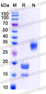 AHC06301, SDS-PAGE
