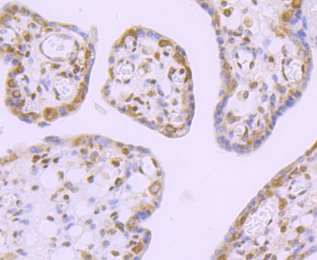 Валидация AssayVector ARM2662(4981)