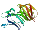 Transducin Beta like 1, X-Linked Receptor 1 (TbL1XR1) Transducin Beta like 1, X-Linked Receptor 1 (TbL1XR1)