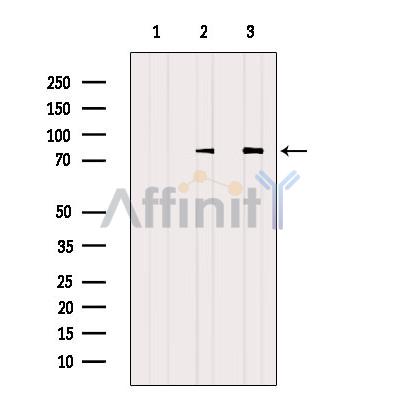 Валидация Affinity AF6276 - 3528