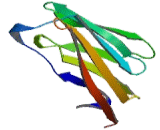 Signaling Lymphocytic Activation Molecule Family, Member 5 (SLAMF5) Signaling Lymphocytic Activation Molecule Family, Member 5 (SLAMF5)