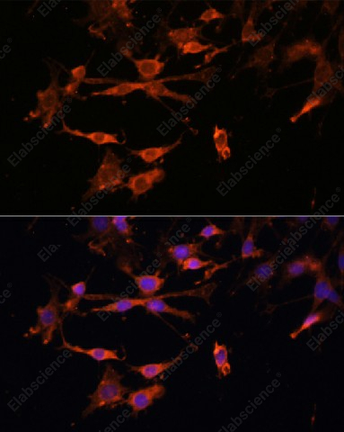 Иммунофлуоресценция, HLA-DPB1, клетки C6
