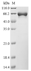 SDS-PAGE