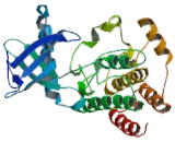 Fibroblast Growth Factor Receptor 1 (FGFR1) Fibroblast Growth Factor Receptor 1 (FGFR1)