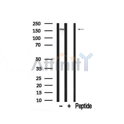 Валидация Affinity AF7748 - 4449