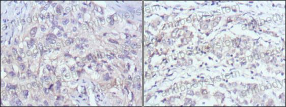 Валидация AntibodySystem RHG43202