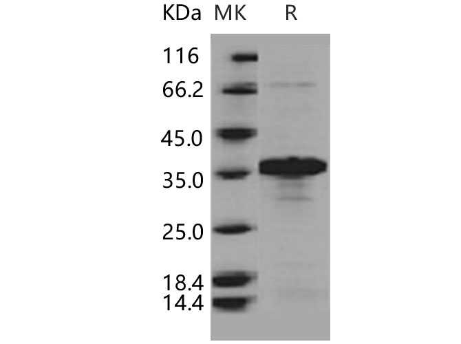 Валидация Elabscience PKSH030825(1676)