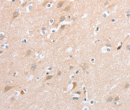 Валидация Elabscience E-AB-11057