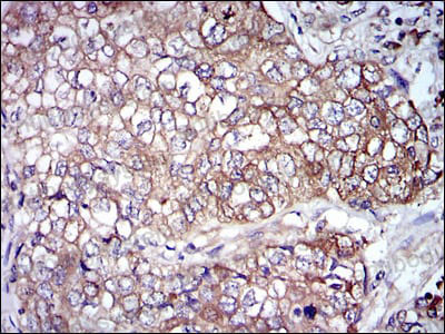 Валидация AntibodySystem RHC23303 (807)