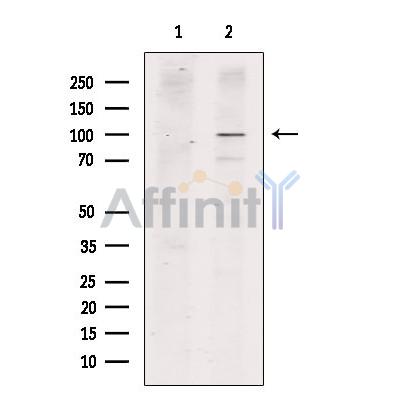 Валидация Affinity DF8899 - 21012