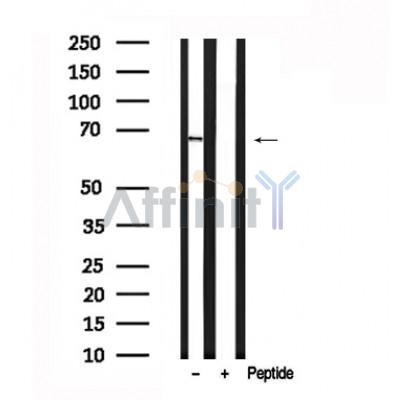 Валидация Affinity AF7599 - 4267