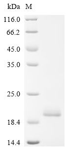 SDS-PAGE