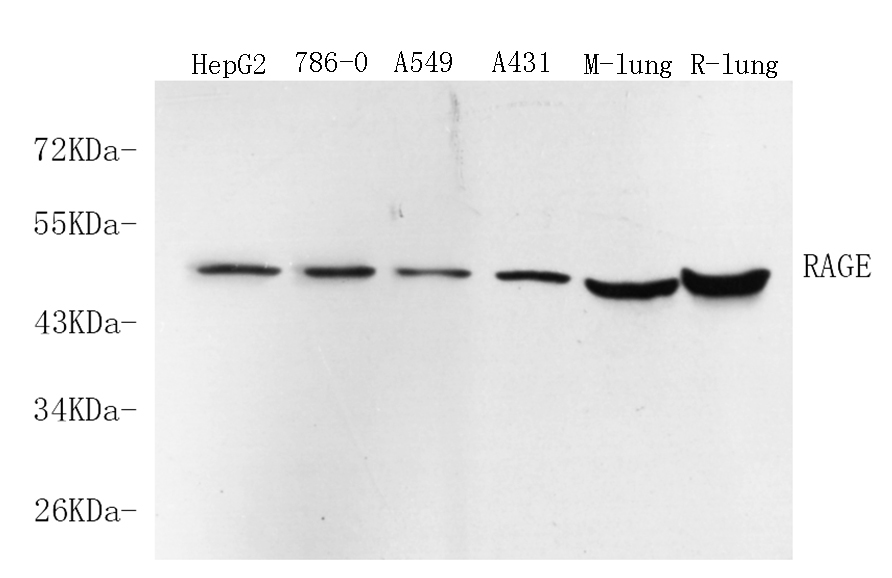 Валидация Elabscience E-AB-70136