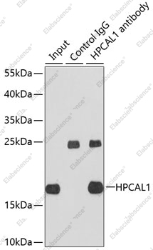 Иммунопреципитация и вестерн-блоттинг, HPCAL1, клетки HepG2