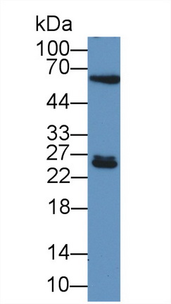 12581