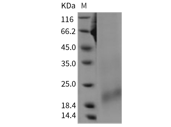 Валидация Elabscience PKSR030342(5683)