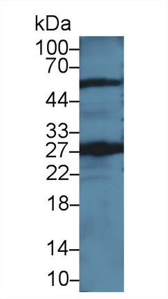 13530