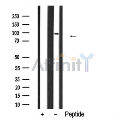 Валидация Affinity AF5493 - 3179