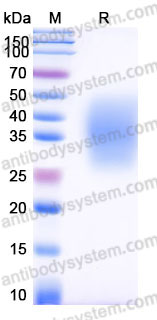 EHD35201, SDS-PAGE