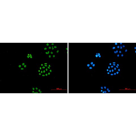 Валидация Elabscience E-AB-81475