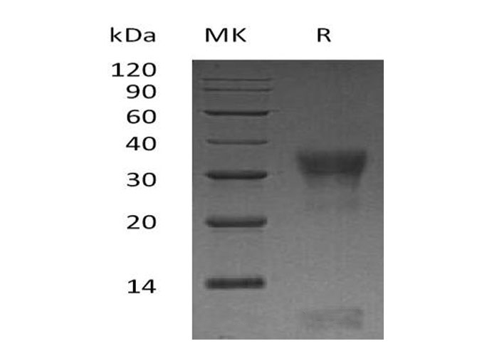 Валидация Elabscience PKSH032898(3301)