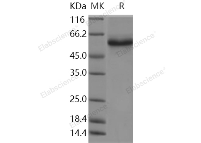 Валидация Elabscience PKSH030905(1736)