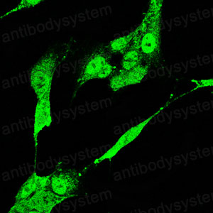 Валидация IF - AntibodySystem RHE57501