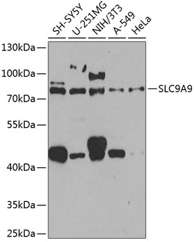 Валидация Elabscience E-AB-92857