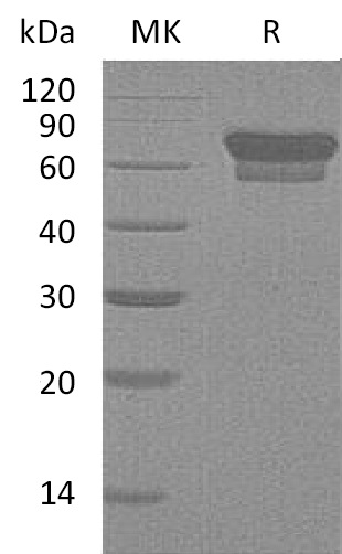 Валидация Elabscience PKSM041289(5185)