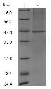 SDS-PAGE