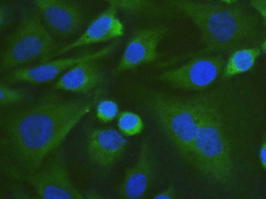 Валидация Elabscience AN00297L