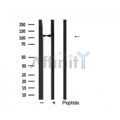 Валидация Affinity AF5444 - 3087